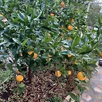 Apartament Botanica Rogoznica (Sibenik-Knin)