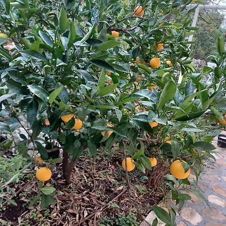 Apartment Botanica Rogoznica (Sibenik-Knin)