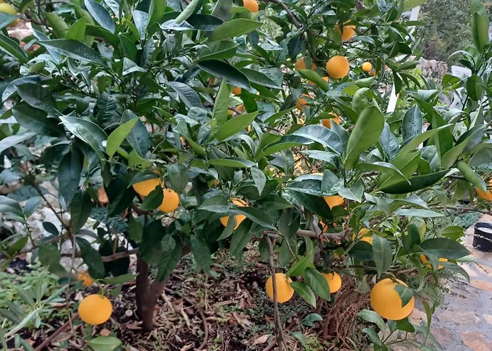 דירה Botanica רוגוזניצה