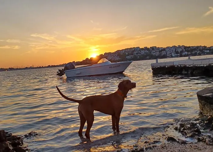 Botanica * Рогозница